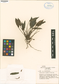 Acianthera cordatifolia image