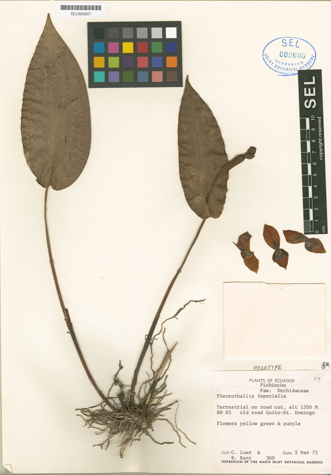 Pleurothallis imperialis image