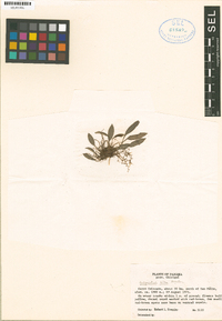 Stelis maculata image