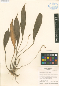 Image of Scaphosepalum hirtzii