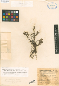 Homalopetalum pachyphyllum image