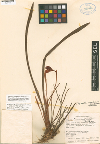 Maxillaria soulangeana image