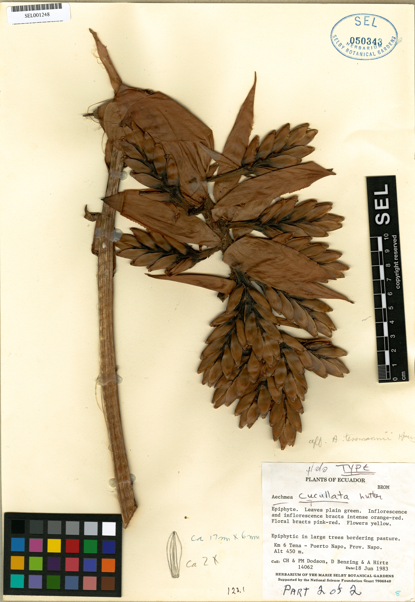 Aechmea cucullata image