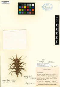 Image of Cryptanthus microglazioui