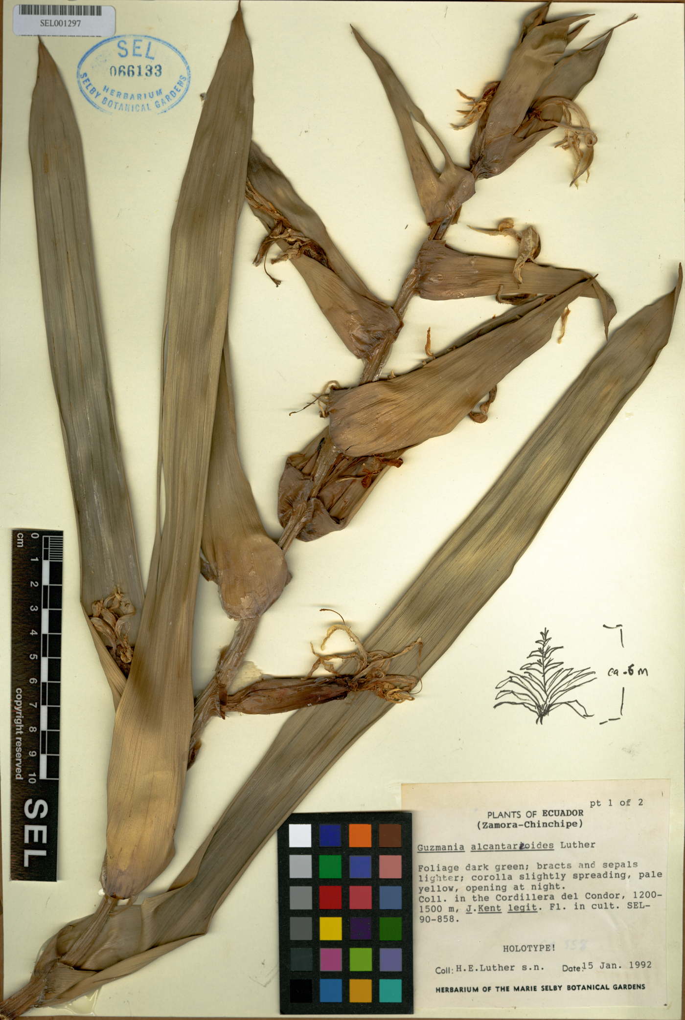 Guzmania alcantareoides image