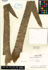 Guzmania alcantareoides image