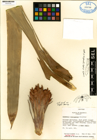 Image of Guzmania breviscapa