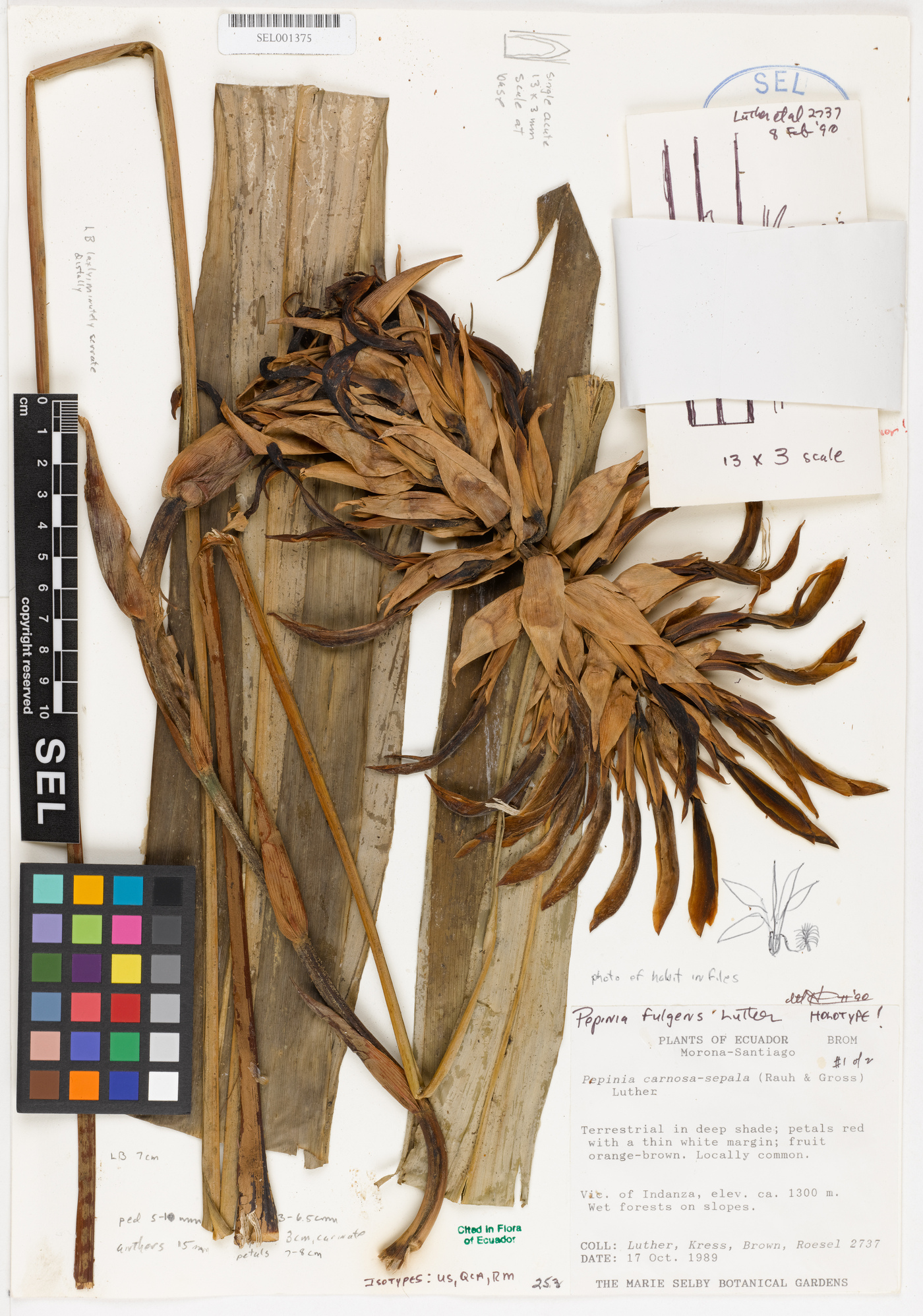 Pitcairnia harrylutheri image