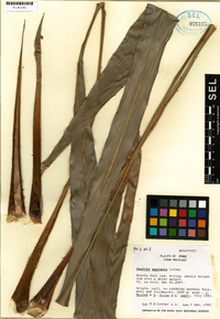 Pitcairnia neglecta image