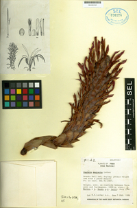 Pitcairnia neglecta image