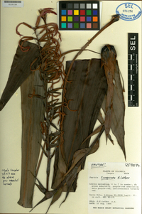 Pitcairnia sanguinea image