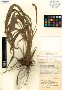 Pitcairnia occidentalis var. alversonii image