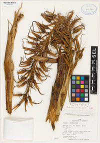 Pitcairnia ancuashii image