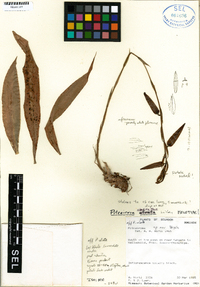 Image of Pitcairnia andreetae