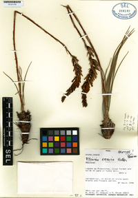 Image of Pitcairnia arenaria
