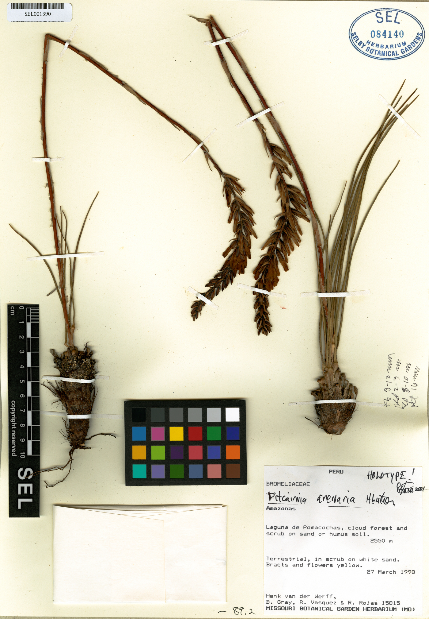 Pitcairnia arenaria image