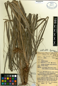 Image of Pitcairnia attenuata
