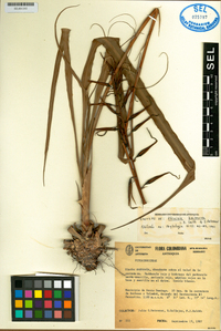 Image of Pitcairnia basincurva