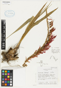 Image of Pitcairnia bergii