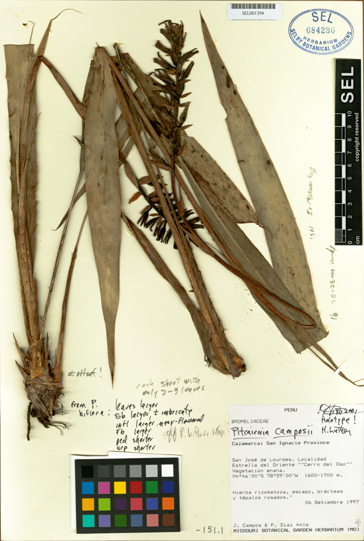 Pitcairnia camposii image