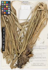 Pitcairnia unilateralis image