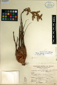 Image of Racinaea kalliantha