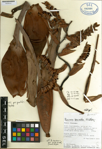 Image of Racinaea macrantha