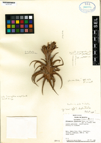 Image of Tillandsia comarapaensis