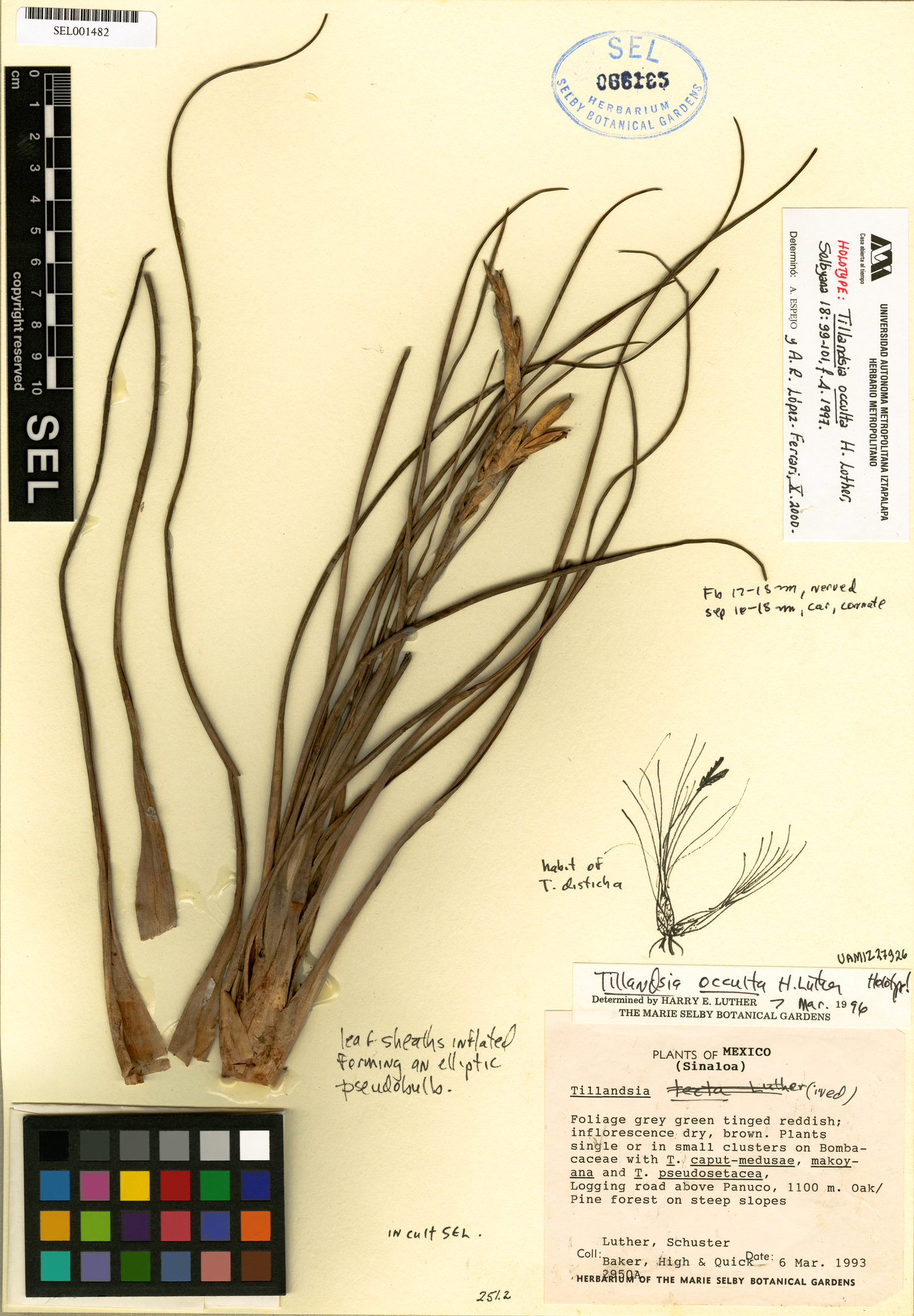 Tillandsia occulta image