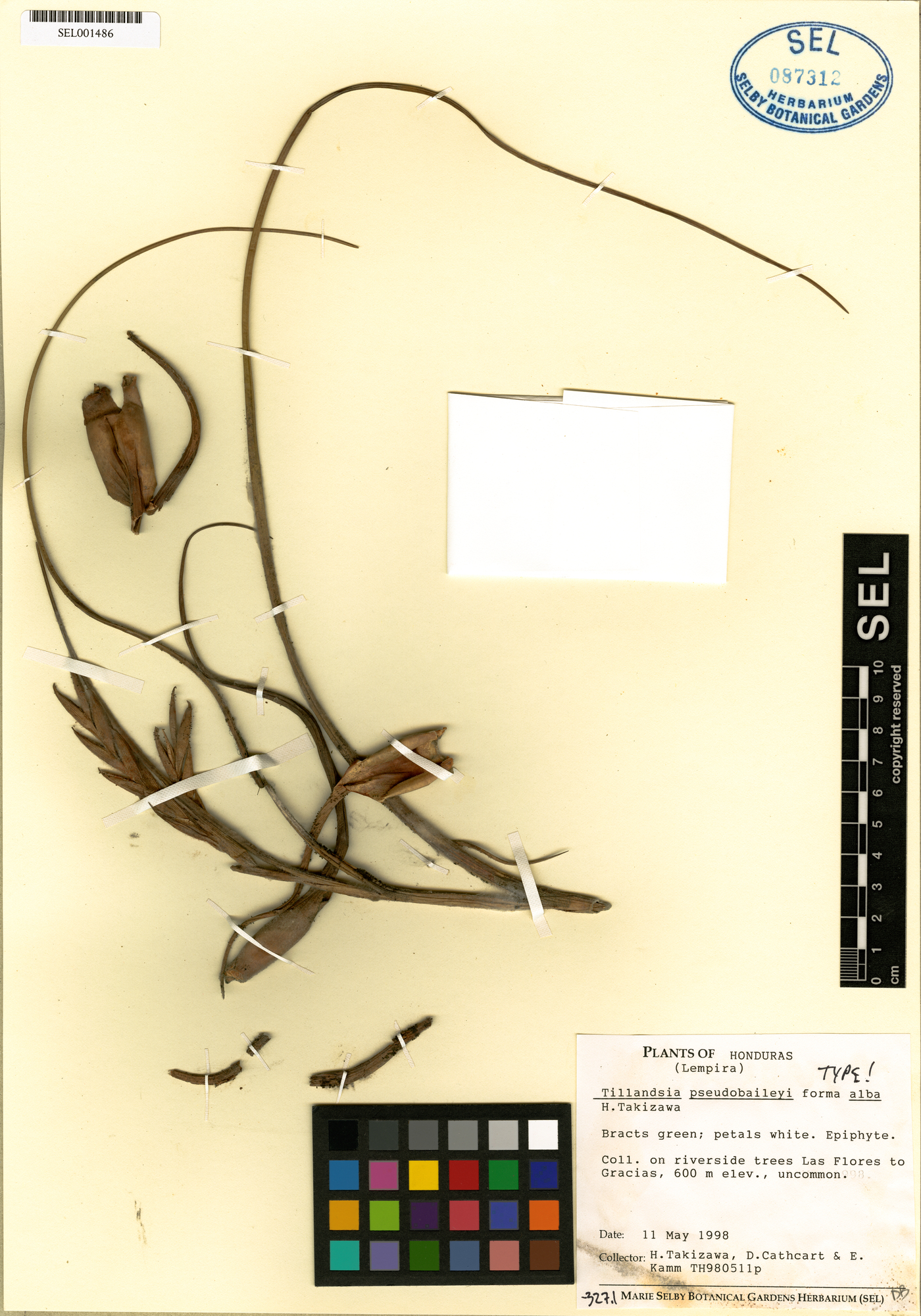 Tillandsia pseudobaileyi subsp. pseudobaileyi image