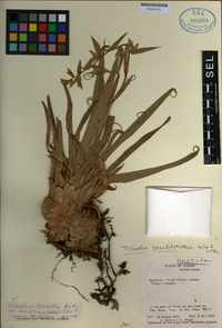 Image of Racinaea pseudotetrantha