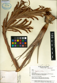 Image of Vriesea boeghii