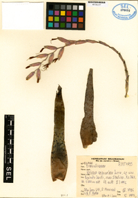 Image of Vriesea capixabae