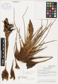 Image of Vriesea cathcartii