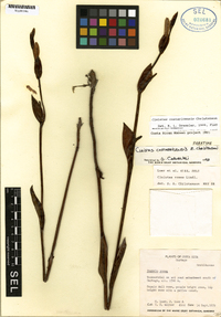 Cleistes costaricensis image