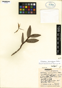 Epidendrum mininocturnum image