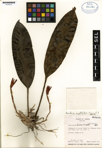 Maxillaria cryptobulbon image