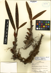 Maxillaria tubercularis image