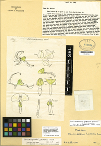 Ornithocephalus numenius image