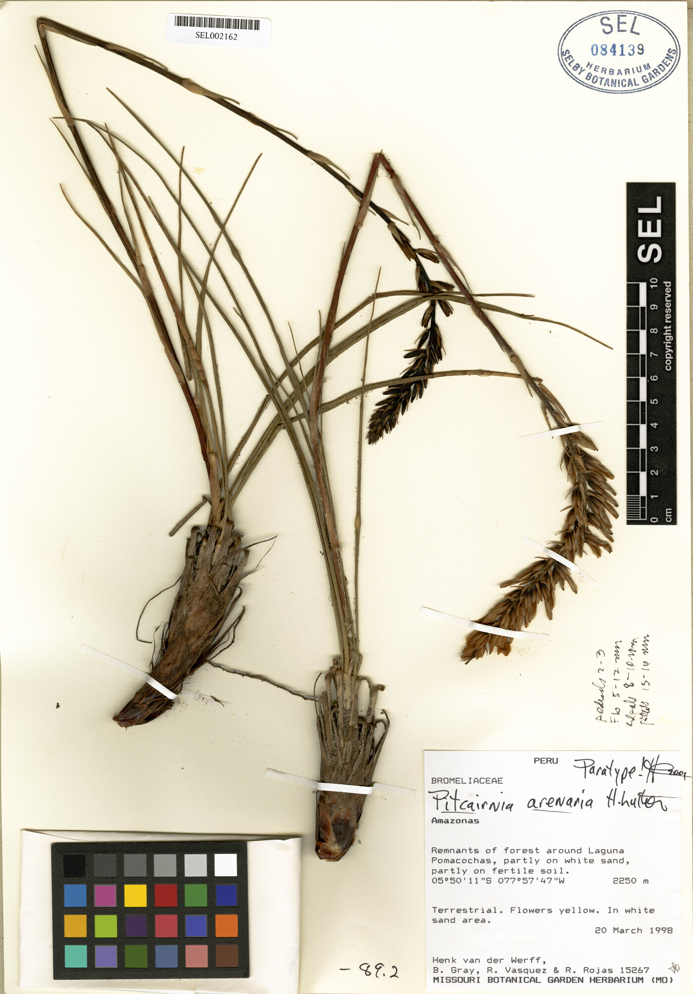 Pitcairnia arenaria image