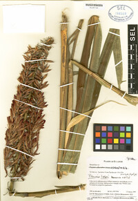 Pitcairnia lutheri image