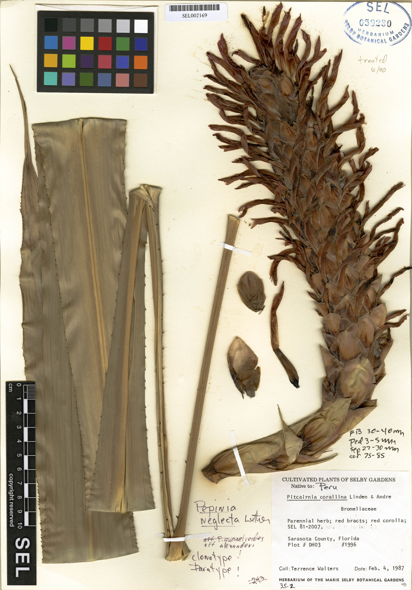 Pitcairnia neglecta image