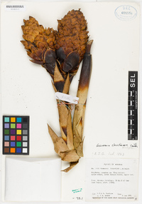 Image of Guzmania claviformis