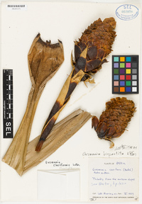 Guzmania claviformis image