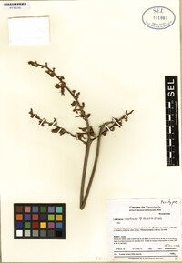 Image of Lindmania vinotincta