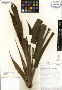 Pitcairnia clarkii image