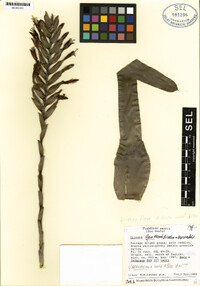 Image of Vriesea flava