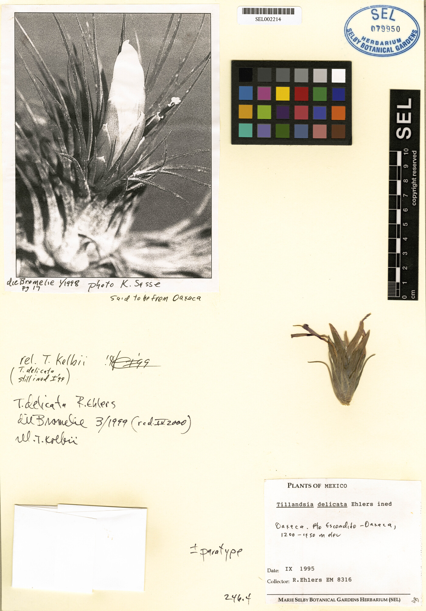 Tillandsia delicata image