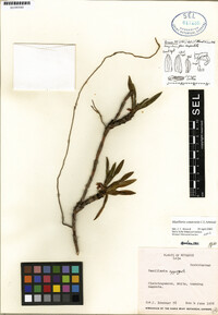 Maxillaria canarensis image