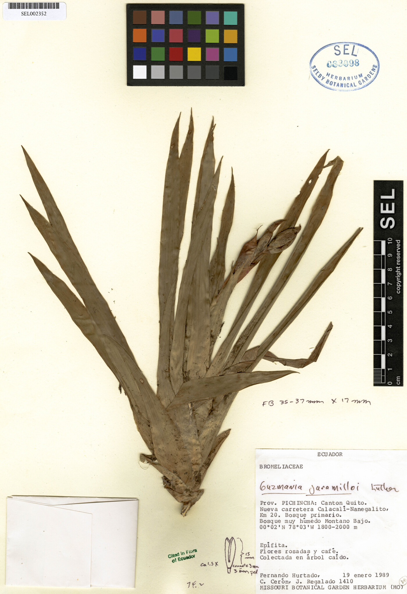 Guzmania jaramilloi image